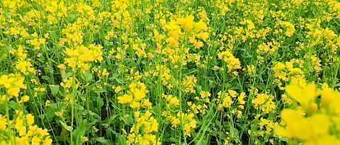 Oil seed sowing