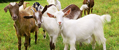 goat farming