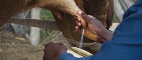 Which is best method of milking in animals?