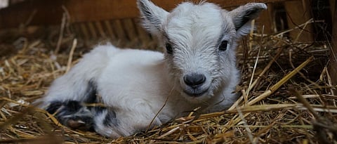 Vaccination in Goat Kid
