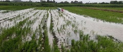 rice crop 