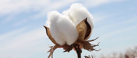 cotton 