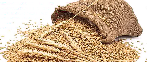 Wheat Biofortified Varieties