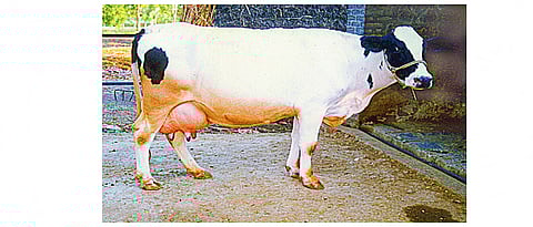 गाभण जनावरांची वेळेवेळी आरोग्य तपासणी उपयुक्त ठरते.