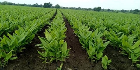 Turmeric cultivation