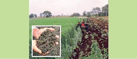 हिरवळीच्या खतांच्या वापरामुळे जमिनीची सजीवता, अन्नद्रव्यांची उपलब्धता व पोत सुधारतो.