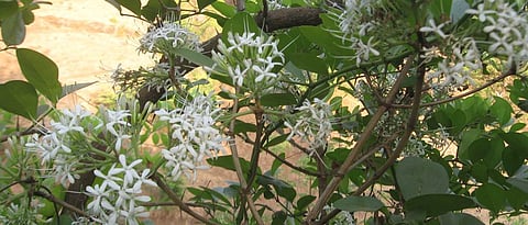 नाडुकलीचे झुडूप