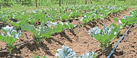 Drip irrigation is beneficial in vegetable crops