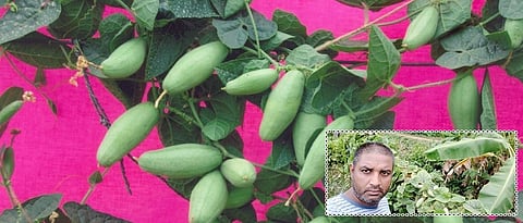  सुधारित भोपळा जातीच्या  लागवडीतून उद्योजकतेकडे