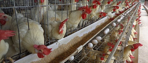 कुकुटपालन प्रकल्पाची तांत्रिक व्यवहार्यता