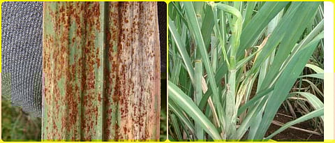 disease management in sugarcane crop 