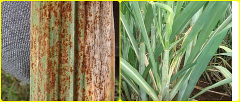 disease management in sugarcane crop 