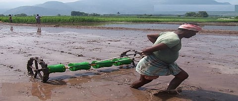 चारसूत्री, ड्रम सीडरने भात लागवड