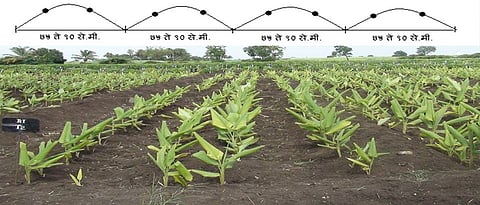 हळद लागवडीची पूर्वतयारी