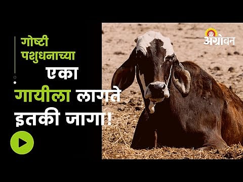 जनावरे बसण्याची जागा कशी असावी? | cow seating arrangement in shed | ॲग्रोवन
