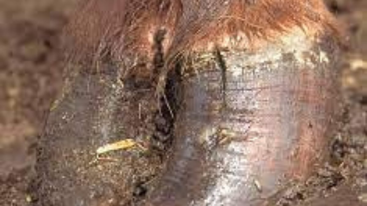 जनावरांची खुरे नरम पडल्यावर काय करावे? | Hooves Management Of Animals