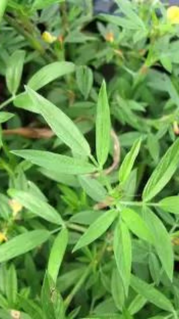कमी पावसाच्या भागात करा स्टायलोची लागवड! | Stylo Fodder Cultivation ...