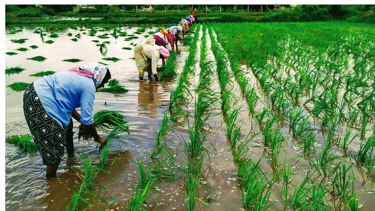 Rice Crop Advice | कृषी सल्ला : उन्हाळी भात | Rice Crop Advisory