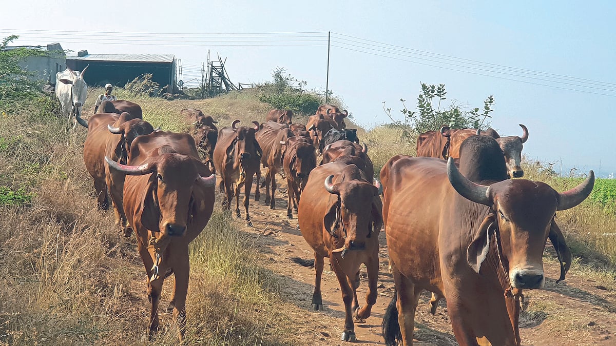शेतकरी नियोजन : गोपालन । Cow Rearing