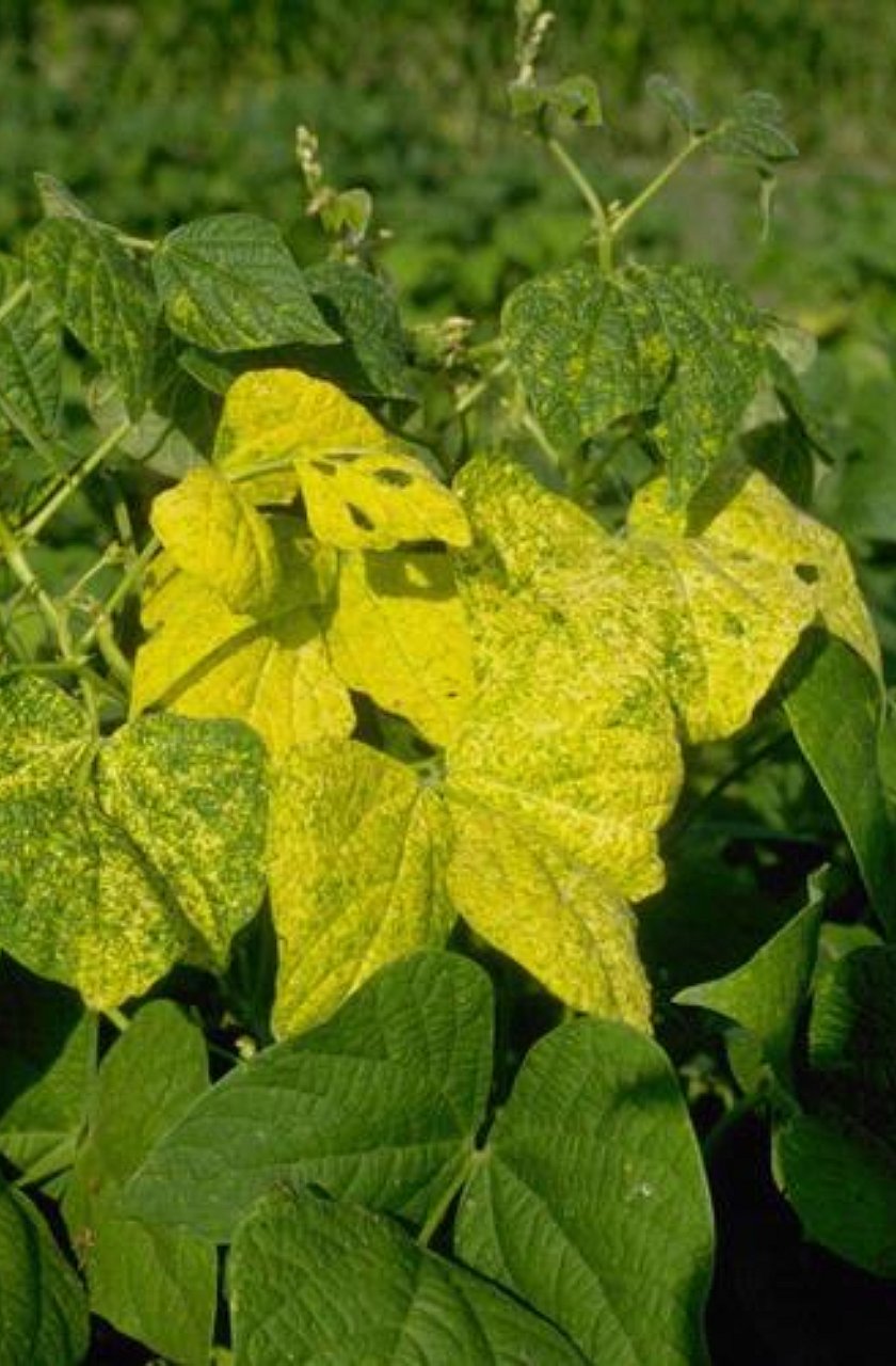 सोयाबीनवर पिवळा मोझॅक रोग पडलाय का ? Yellow Mosaic Disease Of Soybean Crop