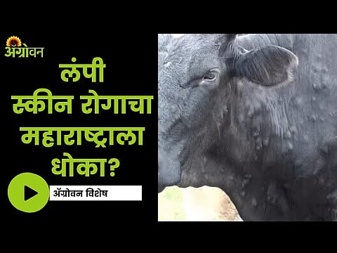 Lumpy Skin: लंपी रोगाचा महाराष्ट्राला धोका आहे का ? |Lumpy Skin Disease ...