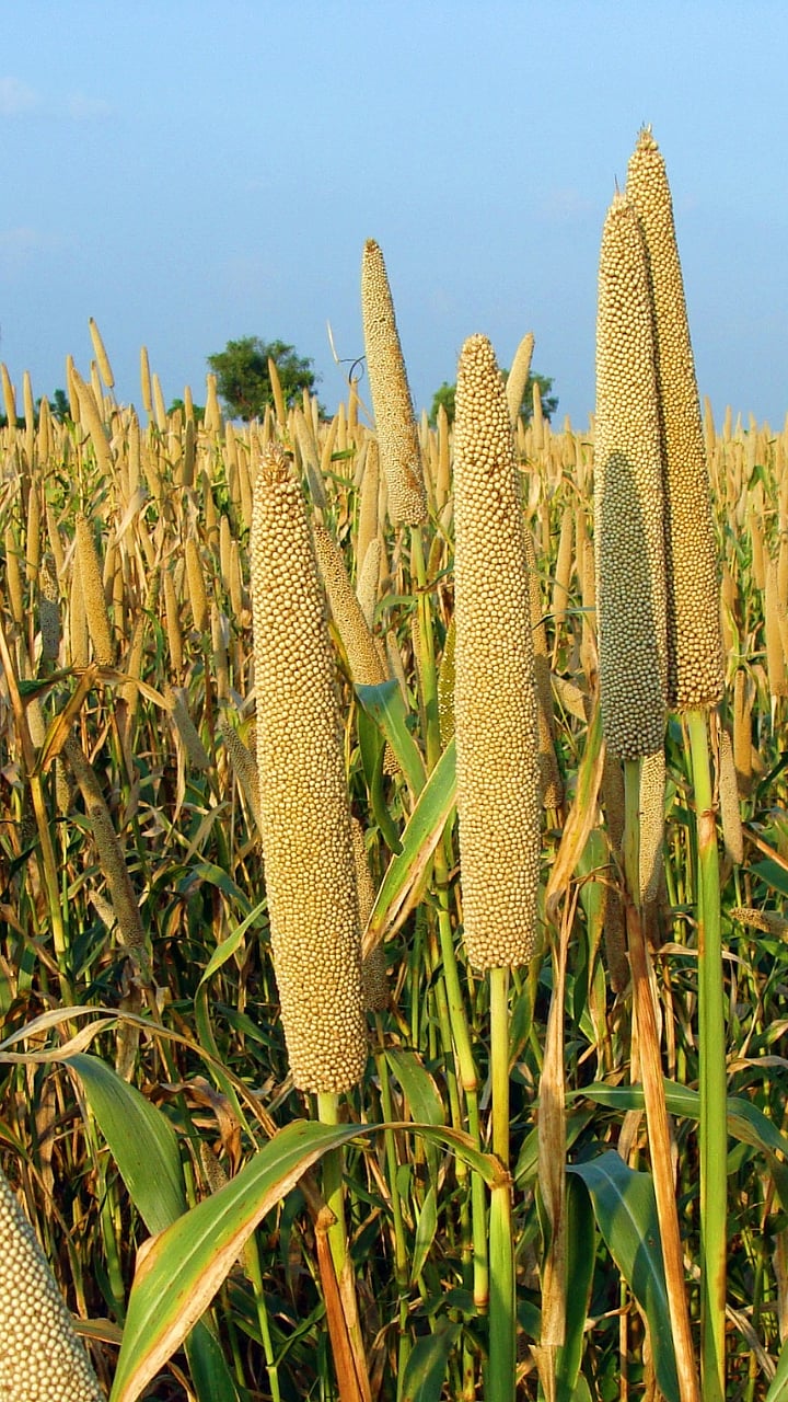 Why is Pearl millet beneficial for health?|बाजरी आरोग्यासाठी फायदेशीर ...
