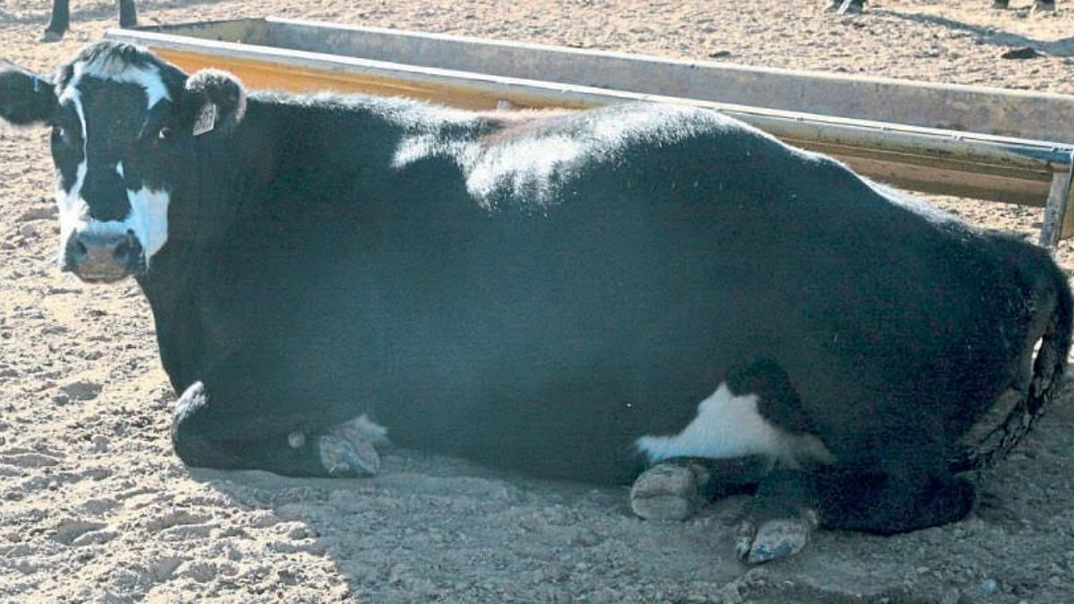 सदोष चाऱ्यामुळे जनावरांना होणारे आजार । Animal Care