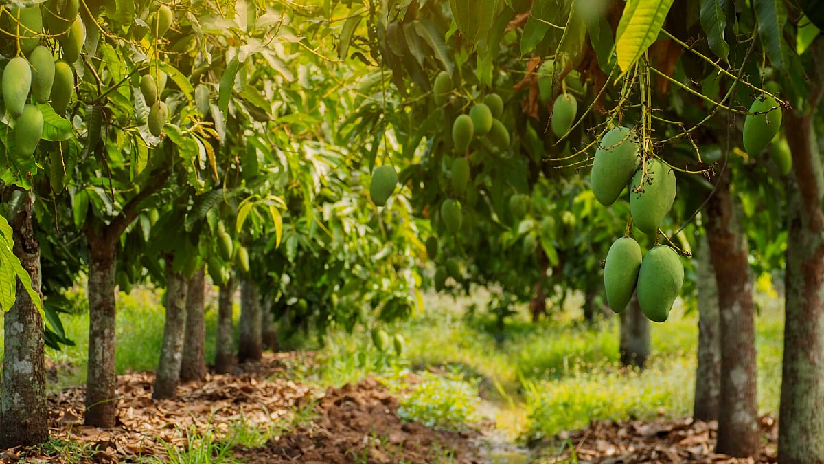 Mango Crop Management । शेतकरी नियोजन पीक : हापूस आंबा । Mango Crop ...