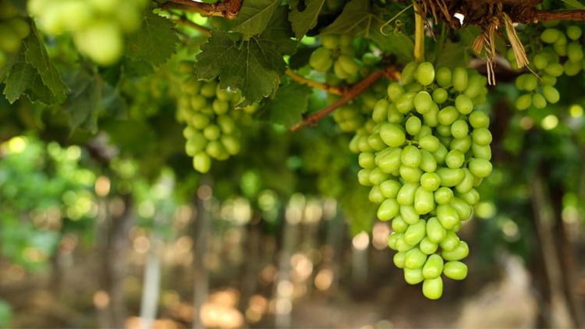 Grape Rate । निर्यातक्षम द्राक्षास गतवर्षीपेक्षा दर कमी। Rate for exportable grapes are lower