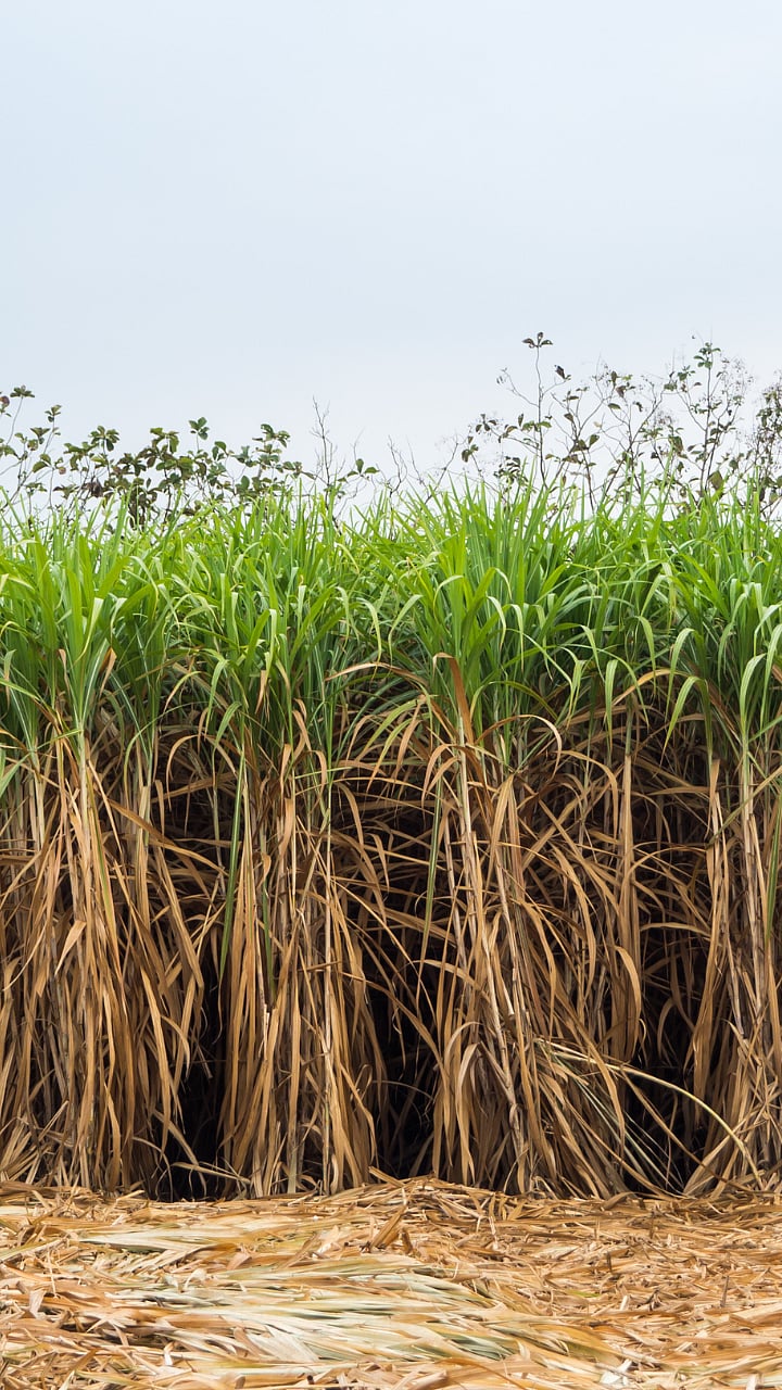 Sugarcane Trash Management : उसाचे पाचट लवकर कसे कुजवाल?|How to ...