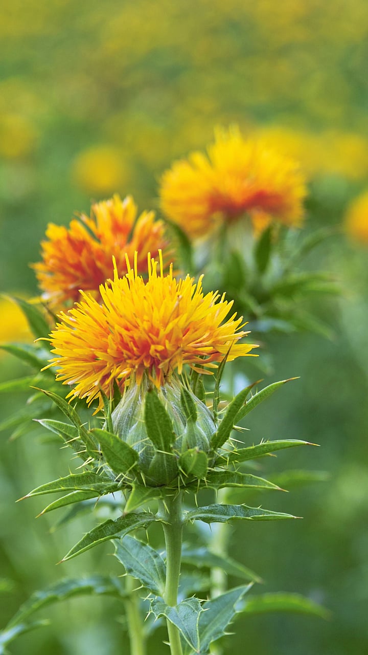 करडई चे महत्व |importance of Safflower