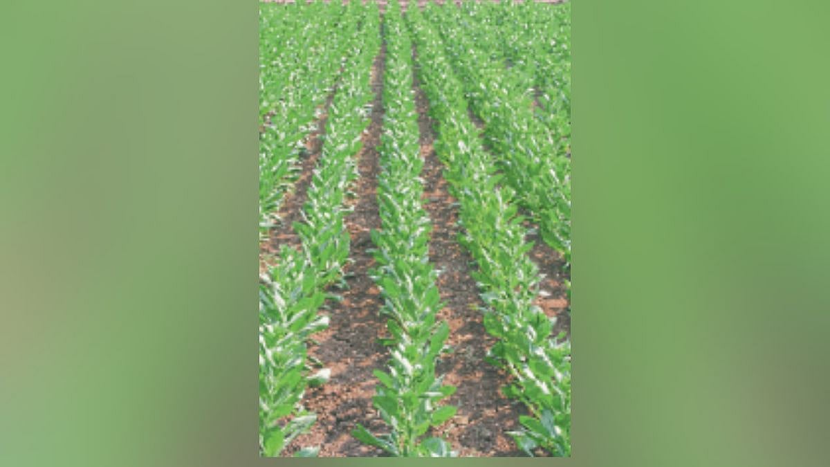 Xizmatkorlar bilan guruh porno