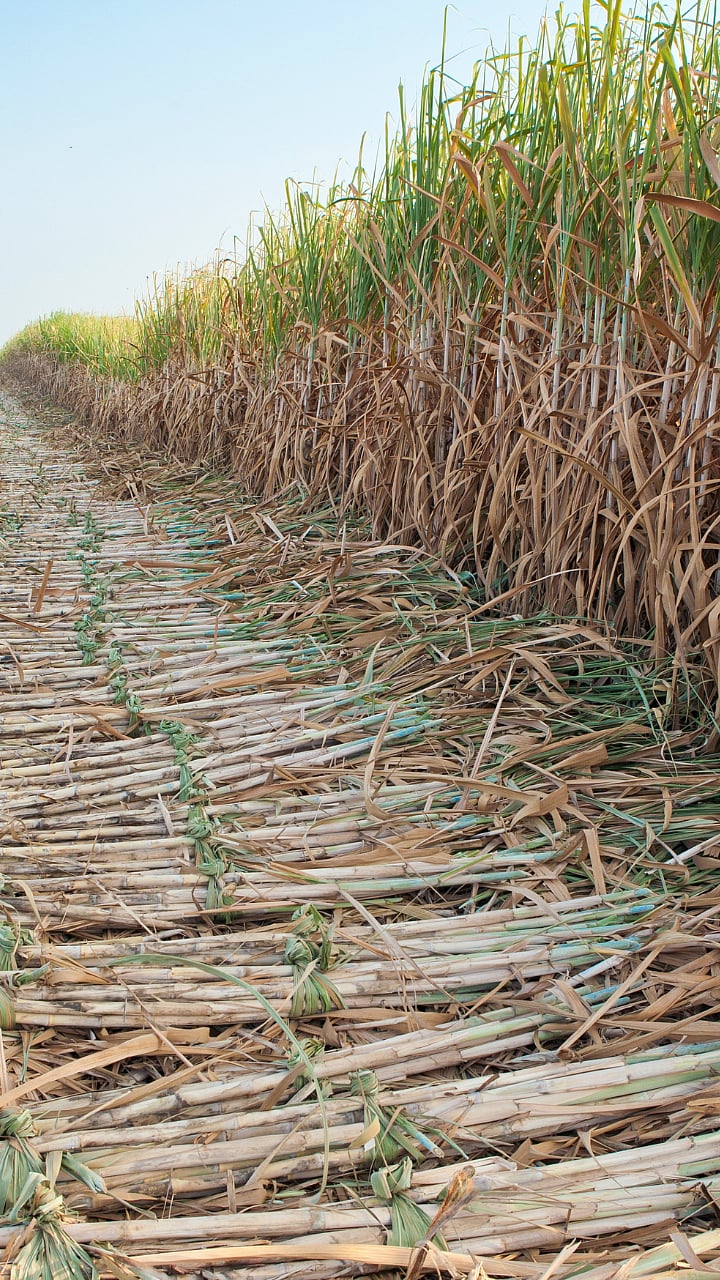 SugarCane Trash : उसाचे पाचट न जाळता बनवा सेंद्रिय खत |Make organic ...