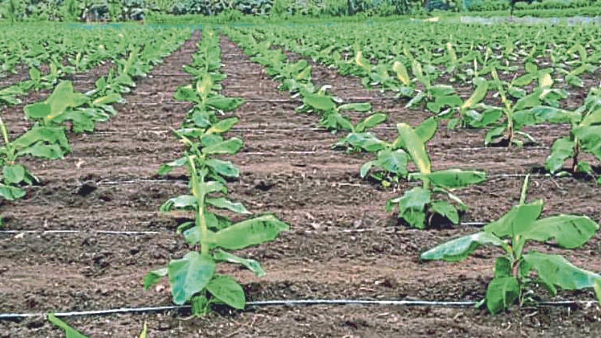 Banana Farming | धानपट्ट्यात केळी लागवड | Banana planting in paddy ...