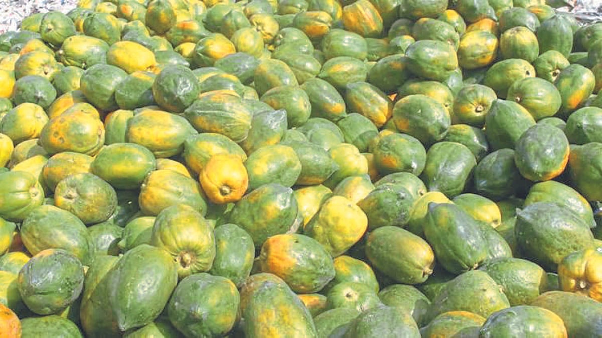 Papaya Rate खानदेशात पपईला १९ रुपये किलो दर निश्चित ; शिरपूर बाजार