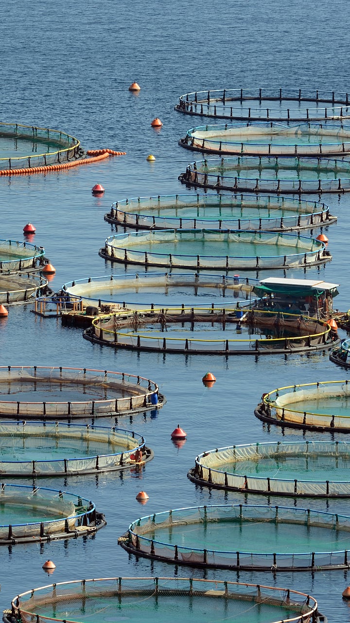 बायोफ्लॉक : आधुनिक मत्स्यपालनाचे तंत्र|Bioflock: Modern Fisheries ...