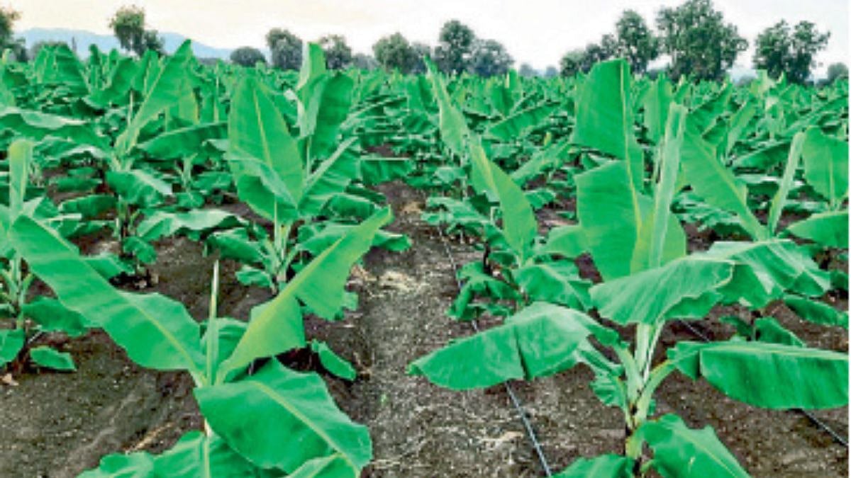 Banana Crop Management । शेतकरी नियोजन पीक ः केळी । Banana crop