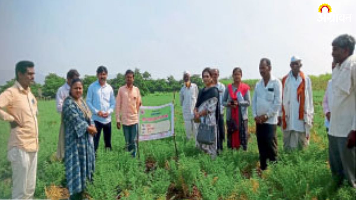 Chana Crop Inspection Of Chana 