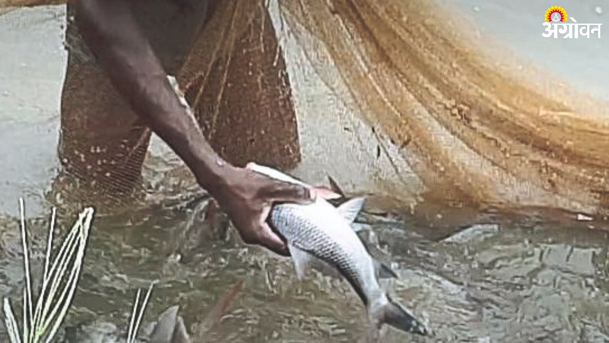 Fish Farming : मत्स्यसंवर्धनासाठी कृत्रिम भित्तिकांवर भर|Emphasis on ...