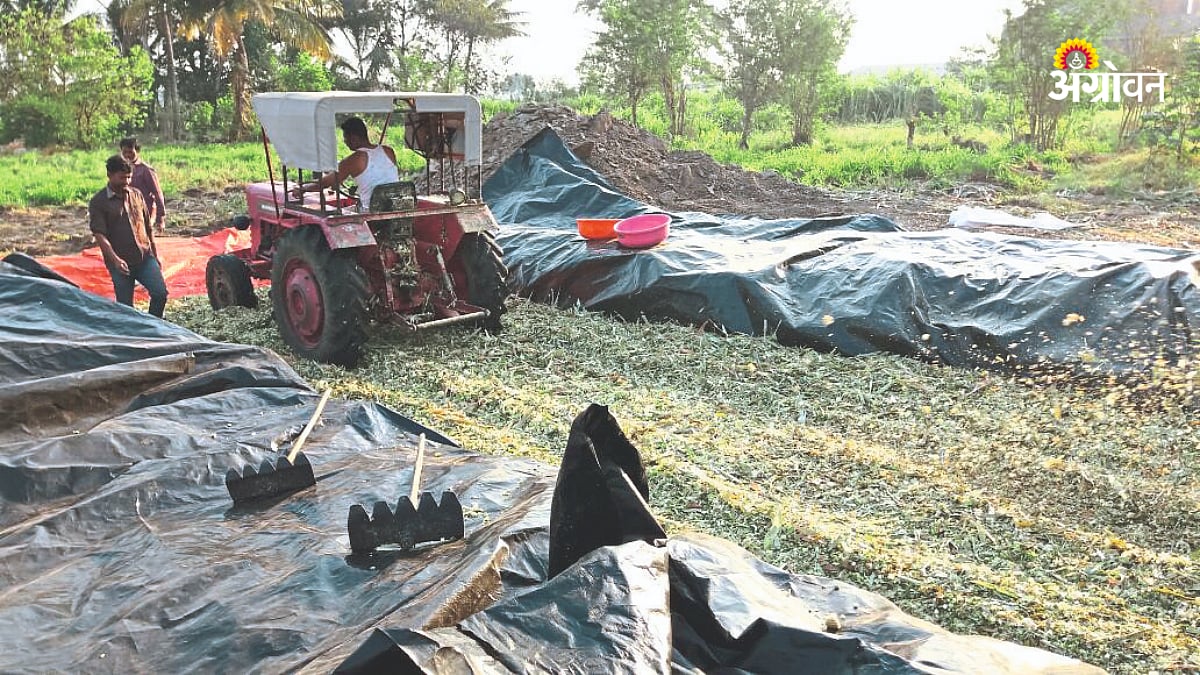 Silage Making | मुरघास करताना गुणवत्ता कशी राखावी? | How to maintain ...
