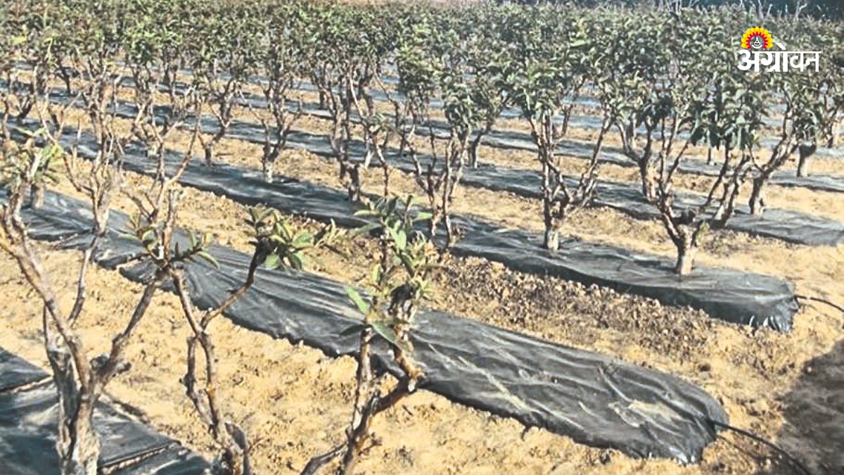 Orchard Mamangement | फळबागेत आच्छादनाचा वापर | Use of mulching in ...