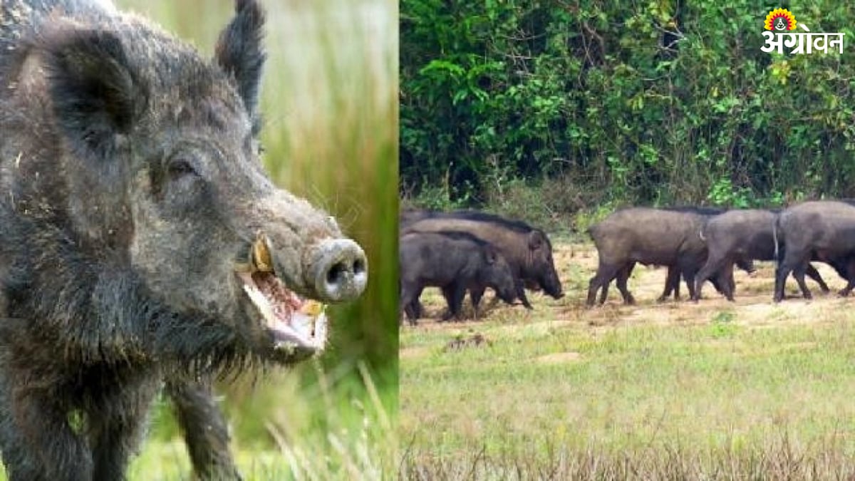 Wild Animal | वानर, रानडुकरांचा समावेश उपद्रवी वन्य प्राण्यांत करा ...