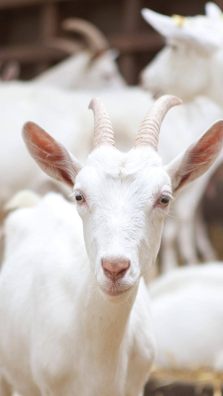 Sanen Goat : जास्त दूध उत्पादनासाठी सानेन शेळी?|Sanen goats for more ...