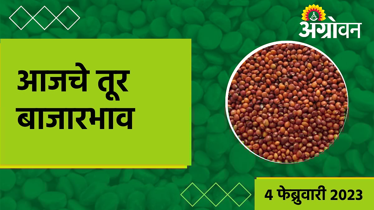 Tur Rate तूर बाजारात आज काय घडलं? कोणत्या बाजारात सर्वाधिक दर मिळाला? What happened in the