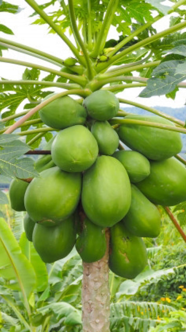 Papaya | पपईवर या विषाणूजन्य रोगाचा प्रादुर्भाव | Viral disease ...