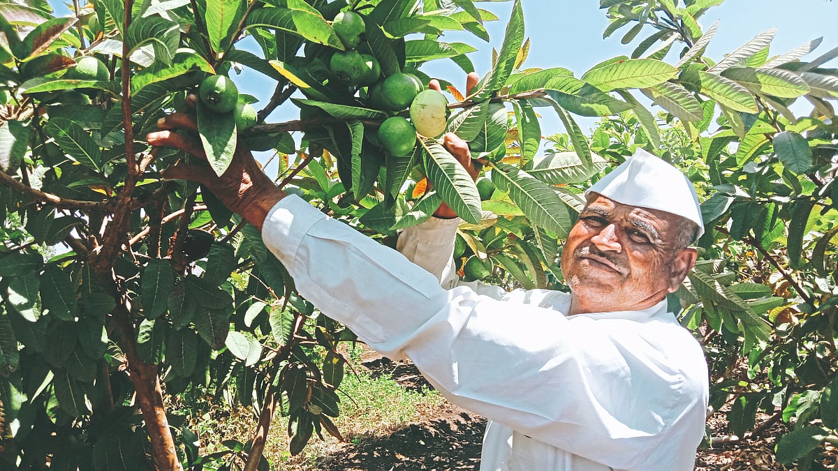 Guava Production | दर्जेदार पेरू उत्पादनात मिळवले नाव | A name earned ...