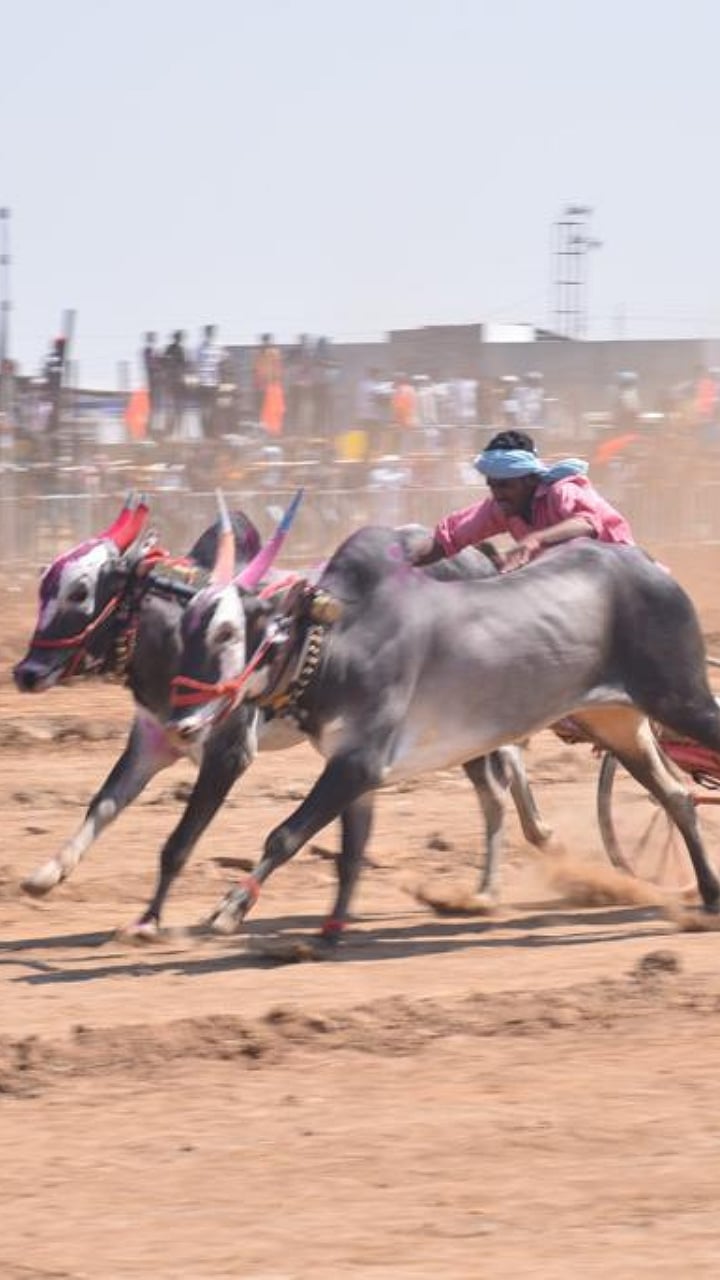 Bullock cart Race । महाराष्ट्र केसरी बैलगाडा शर्यतीचा थरार । Thrill of ...