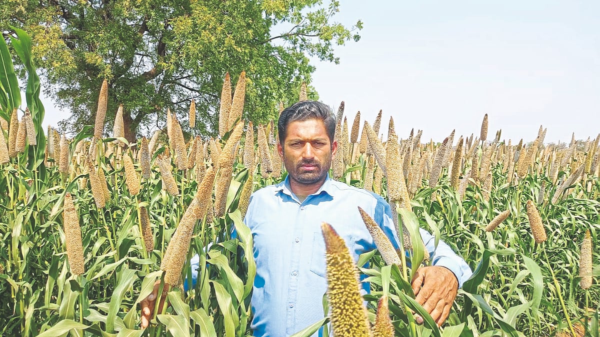 Bajari Varieties पौष्टिक गुणधर्मांनी युक्त बाजरी वाणांचा होतोय प्रसार