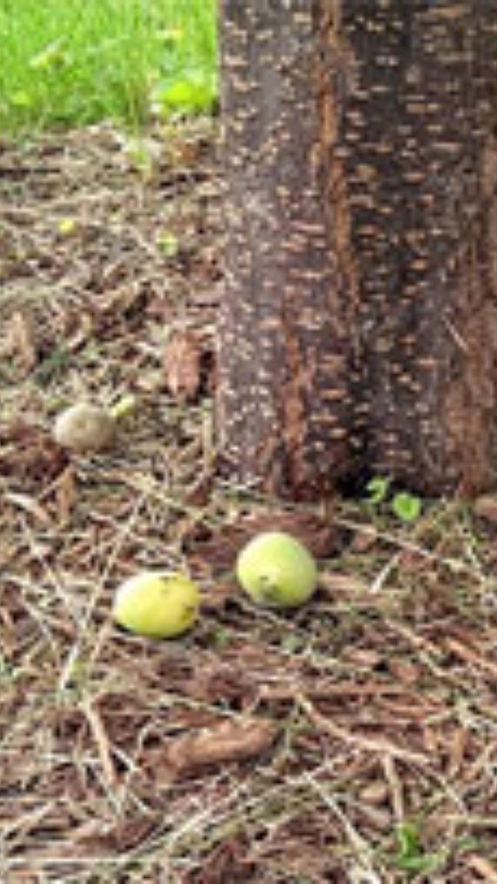 Mango Fruit Fall | आंबा-काजूची का होतेय फळगळती? | Temperature rise ...