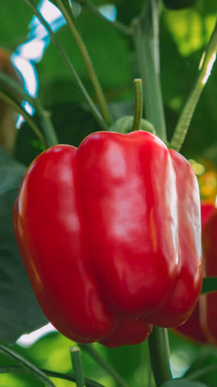 Capsicum Cultivation : हरितगृहात ढाेबळी मिरचीची लागवड कशी करावी ...